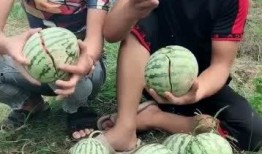 爬山网红吃瓜,揭秘娱乐圈幕后真相